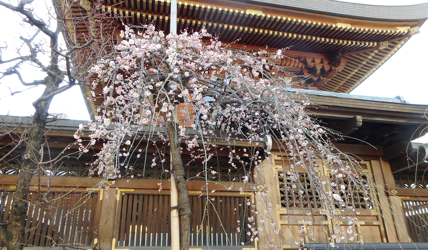 湯島神社の白梅